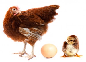 Chicken hen, chick and egg.